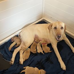 Labrador Retriever puppies from Blue Bandana Retrievers