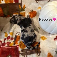 Pebbles - Blue merle female Bordoodle puppy in Republic, Missouri from Holland Hilltop Farm