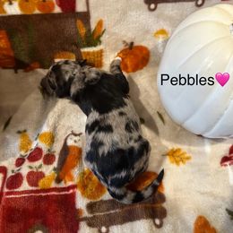Pebbles - Blue merle female Bordoodle puppy in Republic, Missouri from Holland Hilltop Farm