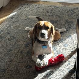 Toby - Beagle