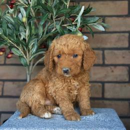 Bella - Red  female Goldendoodle puppy in Apopka, Florida from Rae Precious Puppies