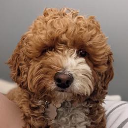 Maple - Australian Labradoodle