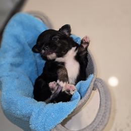 Boy 1 - Black and white male Chihuahua puppy in Lugoff, South Carolina from Cutie Pie Chihuahua's