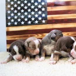 Miniature Australian Shepherd Puppies from Bock's Mini Aussies