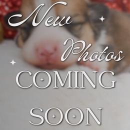 Boy 2 - Red male Pembroke Welsh Corgi puppy in San Antonio, Texas from Moxxi's Legacy Corgis