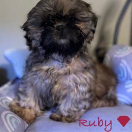 Ruby - Gold female Shih Tzu puppy in Tacoma, Washington from Alki Stars Shih Tzu