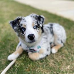 Miniature Australian Shepherd Puppies from Yarborough Kennels