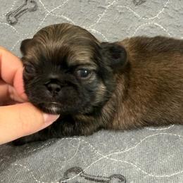 Peanut - Fawn male Pekingese puppy in Clinton, Tennessee from Gracelands Pekingese