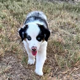 Luke - Blue merle male Australian Shepherd puppy in Mount Vernon, Texas from RJ's Aussie Posse