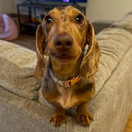 Mabel - Dachshund