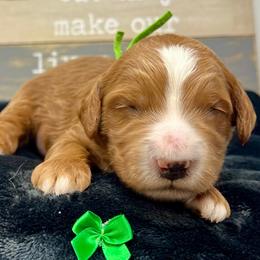 Green Male - Apricot male Goldendoodle puppy in Great Falls, Montana from Montana Goldendoodles