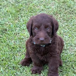 Copper - Chocolate male Labradoodle puppy in Georgetown, South Carolina from Muddy Bay Kennels