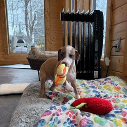 Red - Red male Italian Greyhound puppy in North Carolina from Celtic Sighthounds