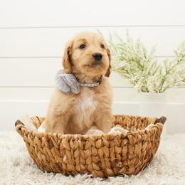 Ed - Grey collar - Apricot male Goldendoodle puppy in Arlington, Washington from Anderson Goldendoodles
