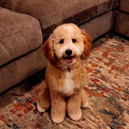 Fancy - Goldendoodle