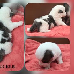 Tucker - Blue male Pembroke Welsh Corgi puppy in Charleroi, Pennsylvania from Twilight Hollow Corgis