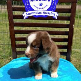 RTF Teal collar - Red tri-color female Australian Shepherd puppy in Greenville, Texas from Amandas Aussies