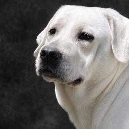 Labrador Retrievers from LabsToLove Lab Pups