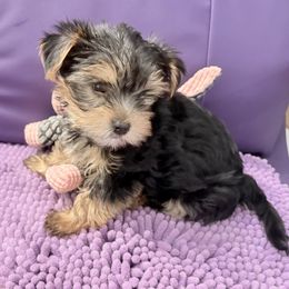 Boy 2 - male Yorkshire Terrier puppy in Collier County, Florida from Star Catcher Pups