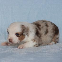 Amarillo - Red merle female Miniature Australian Shepherd puppy in Circleville, Utah from Canyon Creek Aussies