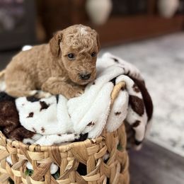 Josie - Apricot female Goldendoodle puppy in Winston Salem, North Carolina from Salem Doodles