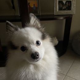 Blue - Pomsky