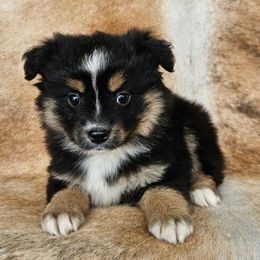 Buttercup - Black tri female Miniature Australian Shepherd puppy in Sw, Wisconsin from Driftless Australian Shepherds