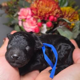 Ash (Blue Collar) - Black male Poodle puppy in Plainfield, New Jersey from Caris Paws Poodles and Labradoodles