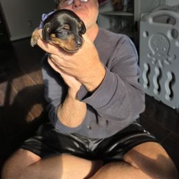 Four Blue - Black and tan male Dachshund puppy in Clarksville, Tennessee from Sonya's Dachshunds