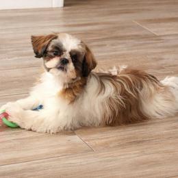 Suki - Shih Tzu