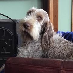 Russell Terriers and Spinoni Italiani from FOXFIELDS