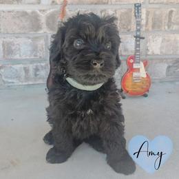 Amy - Black and white female Portuguese Water Dog puppy in Jacksonville, Florida from Atlantic Coast PWD