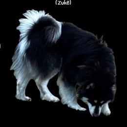 Zuke - Alaskan Malamute