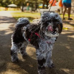 Bernedoodles, Goldendoodles, Poodles, and Shihpoos from Stormie's Doodles