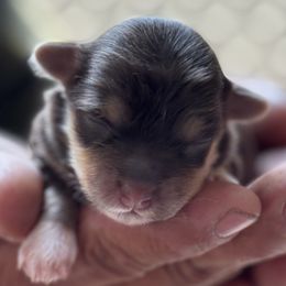 Amy - Chocolate female Havanese puppy in Weston, Wisconsin from Tzedek Farm