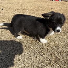 Midnight - Black and white female American Corgi puppy in Temple, Texas from Silver Moon Cardigan Corgis