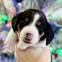 Tootsie - Piebald female Dachshund puppy in Gentry, Arkansas from Sweet As Pie Doxies