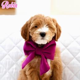 Robin - Caramel red female Australian Labradoodle puppy in Diamond Bar, California from Furrytaildoodles