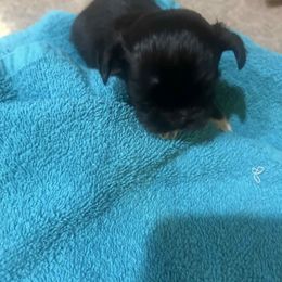 Girl 6 - Black and white female Shih Tzu puppy in Godley, Texas from Godleys finest