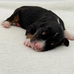 Nibs - Tri-color male Bernedoodle puppy in Bellville, Ohio from Bernedoodle Buddies