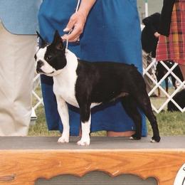 Boston Terrier All Grown Up from Zuran Show Dogs