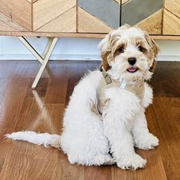 Cockapoo Puppies from Lulu's Cockapoos