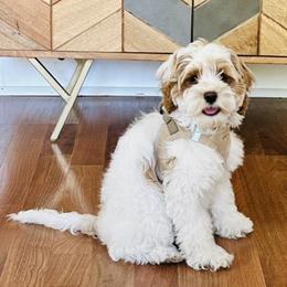 Cockapoo Puppies from Lulu's Cockapoos