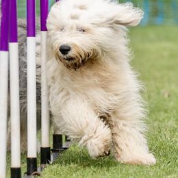 Zoey - Old English Sheepdog