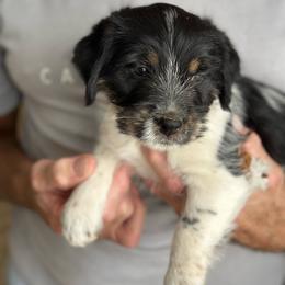 Dolly - Tri-color female Russell Terrier puppy in Burns, Tennessee from Terrier Town of Tennessee