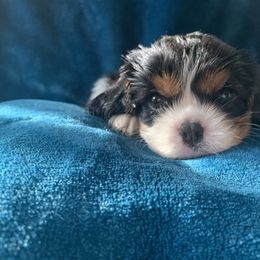 Cavalier King Charles Spaniel Puppies from Central Valley Cavaliers
