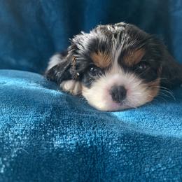 Cavalier King Charles Spaniel Puppies from Central Valley Cavaliers