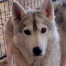 Rajah - Siberian Husky