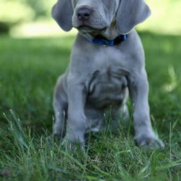 Weimaraner Puppies from Twelve Acre Wood Weimaraners