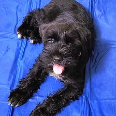 Miniature Schnauzers from Vyacheslav Pilosov